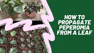 How to Propagate Peperomia from a Leaf [upl. by Ettelloc116]