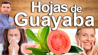 Hojas de Guayaba  Para Qué Sirve Beneficios y Contraindicaciones de la Guayaba [upl. by Ima945]