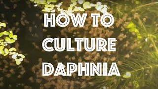 How To Culture Daphnia Magna [upl. by Nnednarb]