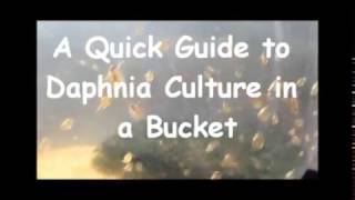 How to culture daphnia outside [upl. by Toomin621]