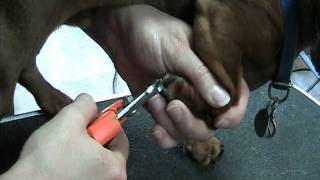 How to clip nails on a Daschund [upl. by Adnolrehs]