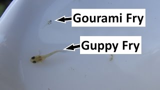 Raising and Feeding Tiny Gourami Fry [upl. by Eineg369]