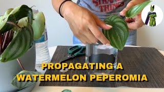 Watermelon Peperomia Propagation In Water [upl. by Ennagem]