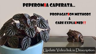 Peperomia Caperata Propagation amp Care tips [upl. by Aneleve]