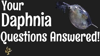 Daphnia Questions Answered [upl. by Suiravad54]