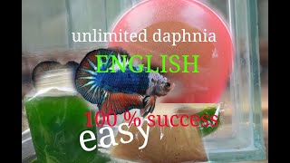 daphnia moina culture Easy way Unlimited production English  with sub Green water Chlorella [upl. by Llerdnod608]