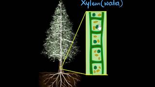 Xylem amp transpiration  Life processes  Biology  Khan Academy [upl. by Ahsuoj423]