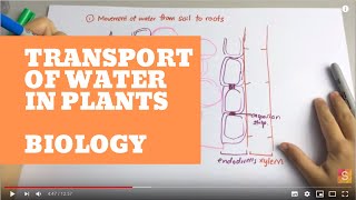 Biology  Transport of water in plant [upl. by Michella]