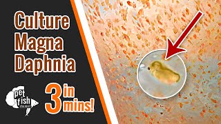 How to culture DAPHNIA MAGNA  The easy way [upl. by Swanson766]