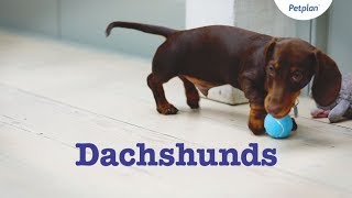 Dachshund Puppies amp Dogs  Breed Facts amp Information  Petplan [upl. by Ainirtac468]