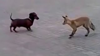 Fox vs Dog Fox and dachshund [upl. by Pablo550]