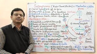 Diabetes Mellitus Part10 Mechanism of Action of Sulfonylurease  Antidiabetic Drugs  Diabetes [upl. by Anat]