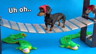 Wiener Dog Obstacle Challenge Extended Version [upl. by Anama]