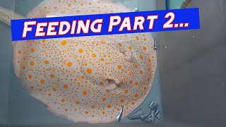 Freshwater Stingray Feeding part 2 [upl. by Shermy387]