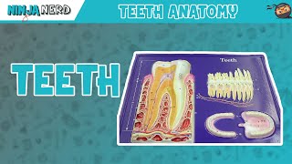 Gastrointestinal  Teeth Anatomy [upl. by Odnalref]