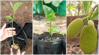 How to grow jackfruit from seed [upl. by Garnette447]