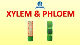 Xylem and Phloem  Science Excel [upl. by Aitsirk604]