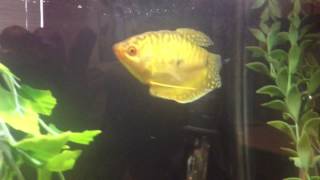 Size of Gold Gourami Growth Full Size [upl. by Lia]