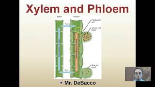 Xylem and Phloem [upl. by Cavan752]