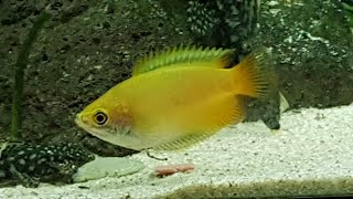 Honey gourami care guide [upl. by Eenaj]