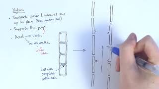 AS Biology  Transport systems in plants OCR A Chapter 91 [upl. by Randall]