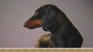 Meet the Breed  Dachshund [upl. by Schroth]