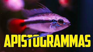 Beginners Guide to Apistogramma Cichlids  Colorful Centerpiece Fish for Nano Tanks [upl. by Ateuqal451]