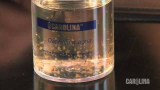 How to Care for Daphnia [upl. by Arahas687]