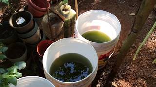 How to grow Green Water Algae [upl. by Attenahs]