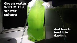 Green Water WITHOUT a Starter Culture  From Scratch  How To [upl. by Sezen]