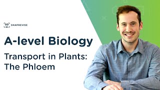 Transport in Plants The Phloem  Alevel Biology  OCR AQA Edexcel [upl. by Emia]