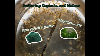 How To Culture Daphnia and Moinas using Green Water Spirulina powder [upl. by Phyl884]