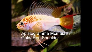 Apistogramma Macmasteri Gold Red Shoulder South American Cichlids [upl. by Saqaw]