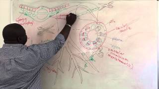 Xylem and Phloem Structure [upl. by Lezti]