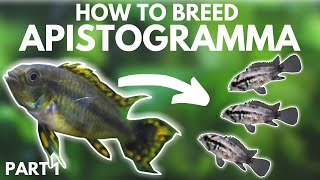 How to Breed Apistogramma Getting the Eggs Part 1 [upl. by Naashar]