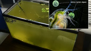 Raising Daphnia for the Freshwater Aquarium [upl. by Emil481]