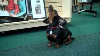 Henry the Dachshund Crying for Mommy [upl. by Schnur747]