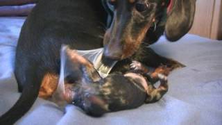 Dachshund 1st Puppy Birth [upl. by Semela27]