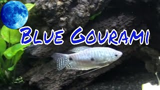 Blue Gourami Care Guide [upl. by Eiduam]