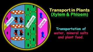 Transport in Plants Xylem amp Phloem [upl. by Jaclyn440]