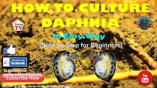 HOW TO CULTURE DAPHNIA In Easy Way [upl. by Llenol]