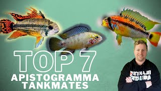 Top 7 Apistogramma Tankmates [upl. by Yrak722]